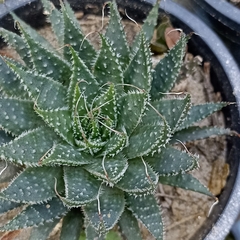 Aristaloe aristata