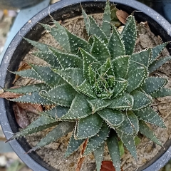 Aristaloe aristata