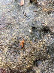 Gminatus australis