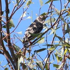 Anthochaera carunculata