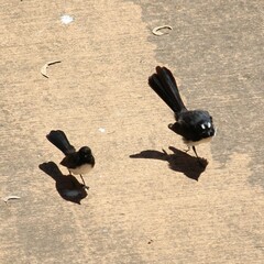 Rhipidura leucophrys