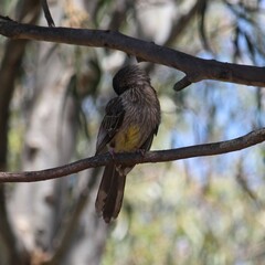 Anthochaera carunculata