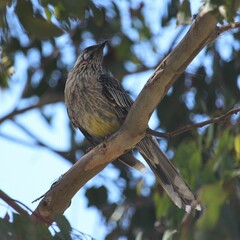 Anthochaera carunculata