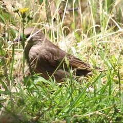 Sturnus vulgaris