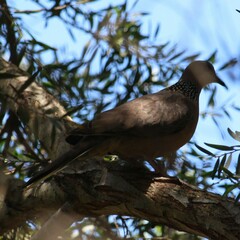 Streptopelia chinensis