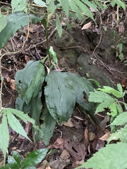 Calanthe masuca