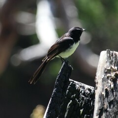 Rhipidura leucophrys