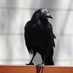 Corvus