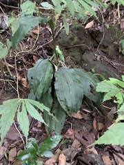 Calanthe masuca