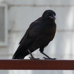Corvus