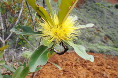 Metrosideros laurifolia