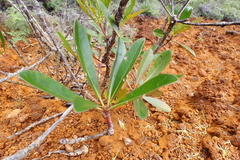 Metrosideros laurifolia