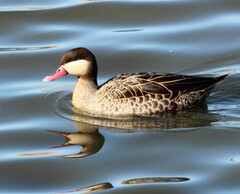 Anas erythrorhyncha