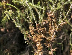 Melaleuca brevifolia
