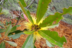 Metrosideros laurifolia