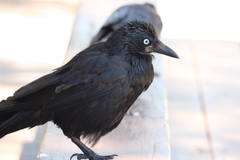 Corvus