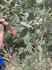 Syzygium elliptifolium