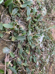 Bulbophyllum curranii