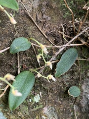 Bulbophyllum curranii
