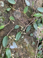 Bulbophyllum curranii