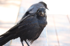 Corvus