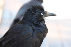 Corvus