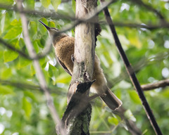 Ptiloris victoriae