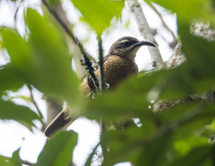 Ptiloris victoriae