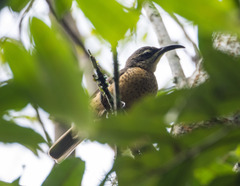Ptiloris victoriae