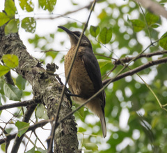 Ptiloris victoriae