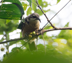 Ptiloris victoriae
