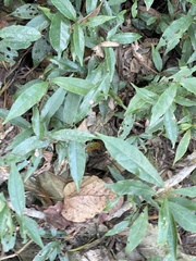 Elaeocarpus decipiens