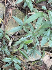 Elaeocarpus decipiens