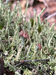 Cladonia grayi
