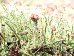 Cladonia grayi