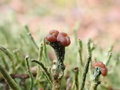 Cladonia grayi