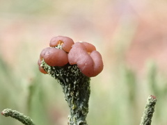 Cladonia grayi