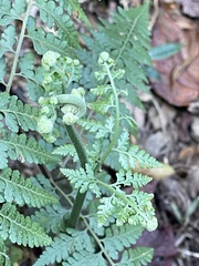 Microlepia nepalensis