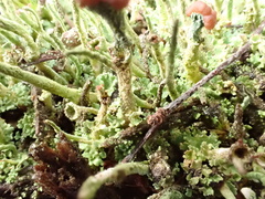 Cladonia grayi