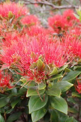 Metrosideros punctata