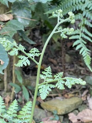 Microlepia nepalensis