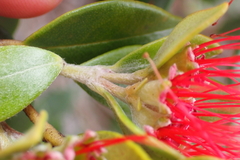 Metrosideros punctata