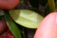 Metrosideros punctata