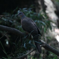 Streptopelia chinensis