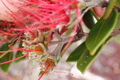 Metrosideros punctata