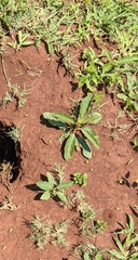 Solanum campylacanthum