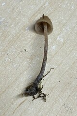 Psilocybe pelliculosa