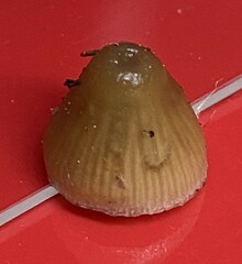 Psilocybe pelliculosa