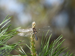 Leucorrhinia caudalis