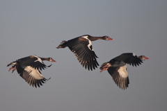 Plectropterus gambensis